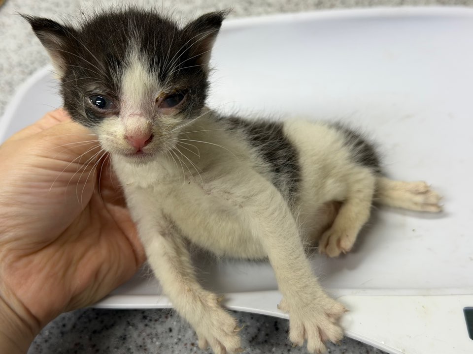 종료(자연사) 한국…